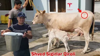 " Shved Sigirlar QIROLI "  Yangi Ferma Eng Zo'rlari Shu Yerda