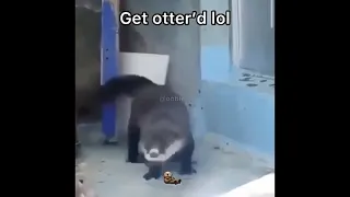 Get otter'd lol