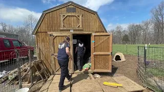 Operation Gentle Giants: "The Shed" - the rescue of Great Danes & others from a backyard breeder