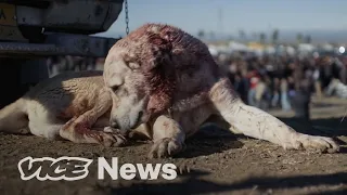 Inside Iraqi Kurdistan’s Bloody Dogfighting Scene