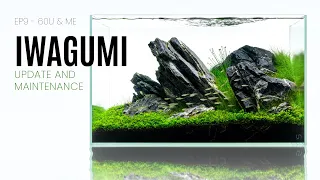 20 Gallon Iwagumi Planted Aquarium Maintenance - EP9 60U & Me