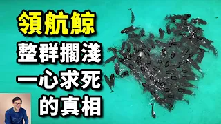 【震驚】航拍記錄下驚人一幕，澳洲近百頭領航鯨神秘聚集，一天後集體衝上海灘擱淺！它們跟虎鯨，又到底有什麼恩怨？【老肉雜談】