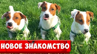 Может это любовь? 🐾 Новое знакомство🐾 Прогулка ЛОКИ БОБО