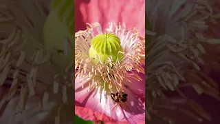 Opium Poppy: Winter Crop | Flower & Pollination Close-ups | Best Medicinal Cash Crop Ever |  #shorts