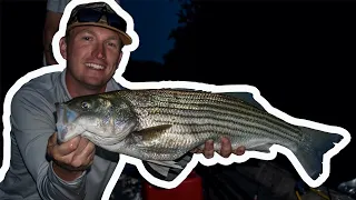 How to Catch Striped Bass / Striper ( Striper Fishing Weldon North Carolina) Fishing Show / Podcast