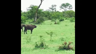 EXTREMELY RARE!!! Fearless Male Lion attacks Buffalo Herd, ALONE