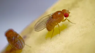 Complete Life Cycle of the Fruit Fly