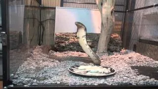 Spoiled King Cobra & Black Beast Takes a Bath