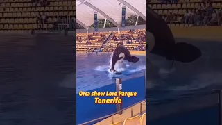 🇪🇸Orca show ,Loro Park ,Tenerife,Spain.