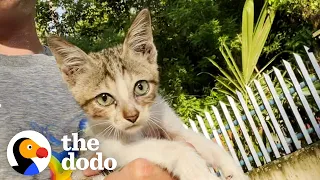 Marathoner Finds Kitten While On A Run | The Dodo