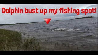 Dolphin ruin my fishing spot!  Big trout anyways!