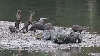 Saltwater Crocodile vs Smooth-coated Otters