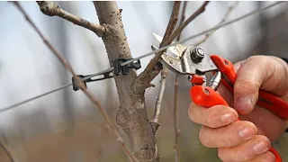 Pruning of top graft apple trees.