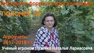 Виноград Полонез 50- подробное описание (участок Пузенко Натальи Лариасовны)