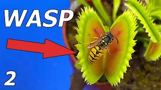 Wasp vs Venus Flytrap - Event 2