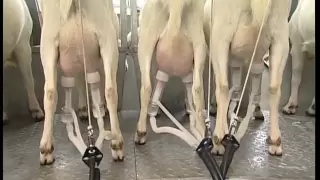 Козья молочная ферма