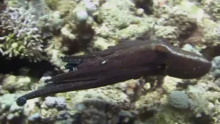 Octopus camouflage | Red Sea | Egypt @Divedahab