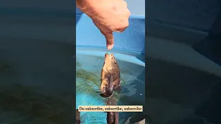 oscar fish bite fingure | oscar fish #attack #oscarfiah #fish #oscar #viralvideos #viral