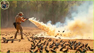 How Do Hunters And American Farmers Deal With Millions Of Wild Boars invasive crickets and kangaroo