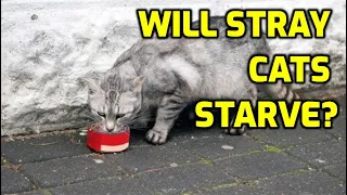 What Happens If I Stop Feeding Stray Cats?