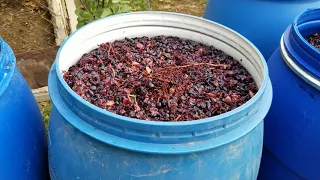 Процесс приготовления Грузинского вина.один из главных моментов...