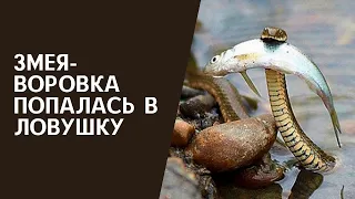 Змея воровка попалась в ловушку на рыбалке