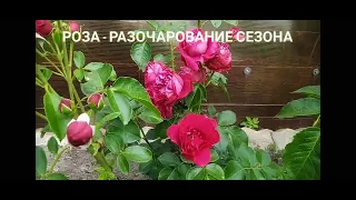 Роза - разочарование сезона