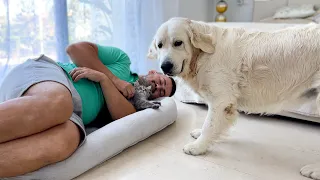 Golden Retriever Shocked by a Kitten and Dad occupying his bed!