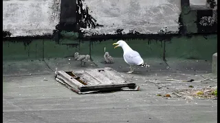 Серебристые чайки и их пушистые малыши. С-Петербург. Крыша.The silver gull and her fluffy nestlings.