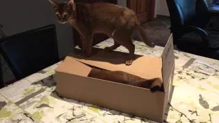 Cats in a box