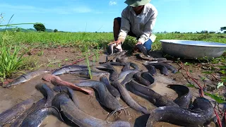 wow amazing fishing! catch a lots of catfish in little water at field by hand a fisherman