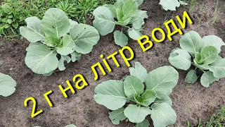 Полийте цим препаратом капусту і БІЛОКРИЛКА зникне !