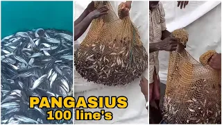 Kisi Ko Chahiye Fish | 1kg Main 100 Pis | Pangasius Fish