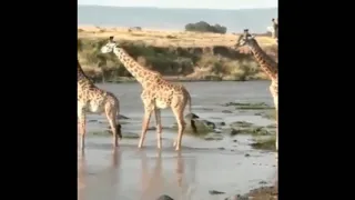 Crocodile attack giraffes in pound