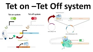 Tet on -Tet off system
