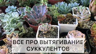 Почему суккулент тянется. Что с этим делать. Какие суккуленты склонны к вытягиванию