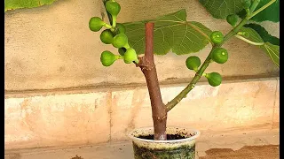 Fig Plants in Hydroponics (Urdu/Hindi)