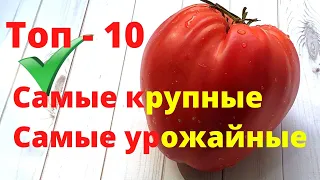 Лучшие крупноплодные томаты сезон 2022. Топ-10 урожайных сортов томатов