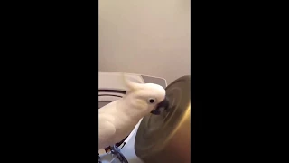 hawaii five-0 birb