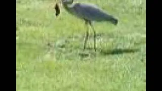Blue Heron Eats Gopher