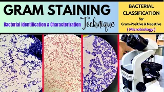 Gram Staining Procedure_Microbiological Technique_A Complete Technique (BAM: R32)