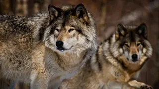 Wolf Howl (High Quality Wolf Howl Sound | Mix) | (25 Minutes)