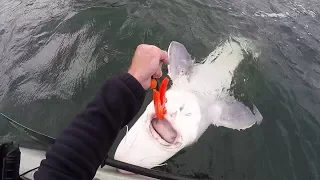 MASSIVE PREHISTORIC FISH CAUGHT FROM KAYAK | #FieldTrips West Coast | Field Trips with Robert Field