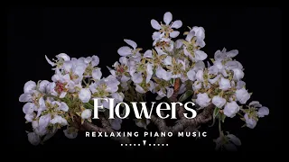 Serenity in Bloom: Mesmerising TimeLapse of Flowers with Calming Music Relaxation and Natures Beauty