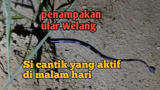 Penampakan ular Welang | si cantik yang berbahaya