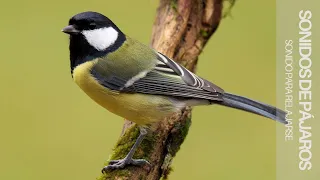 3 HORAS de Sonidos Relajantes de Pájaros Cantando ➤Alivia el Estrés y la Ansiedad ➤Sueño Profundo