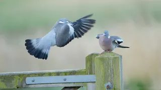 Woodpigeon Courtship Display, April 2022