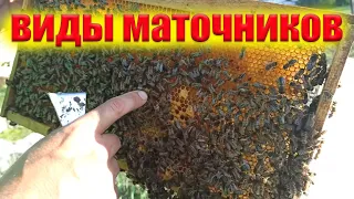 Маточники роевые и свищевые. Маточники тихой смены. Какие маточники лучше для пасеки?