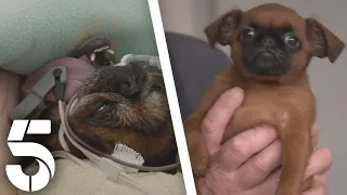 Emergency C-Section Saves Mother and Puppies | The Yorkshire Vet | Channel 5