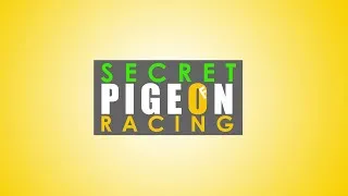 Secrets of Jeffrey Umali in Pigeon Racing |  Secret of Pigeon Racing